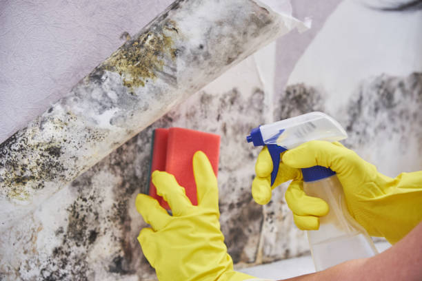 Best Commercial Mold Inspection  in Galva, KS